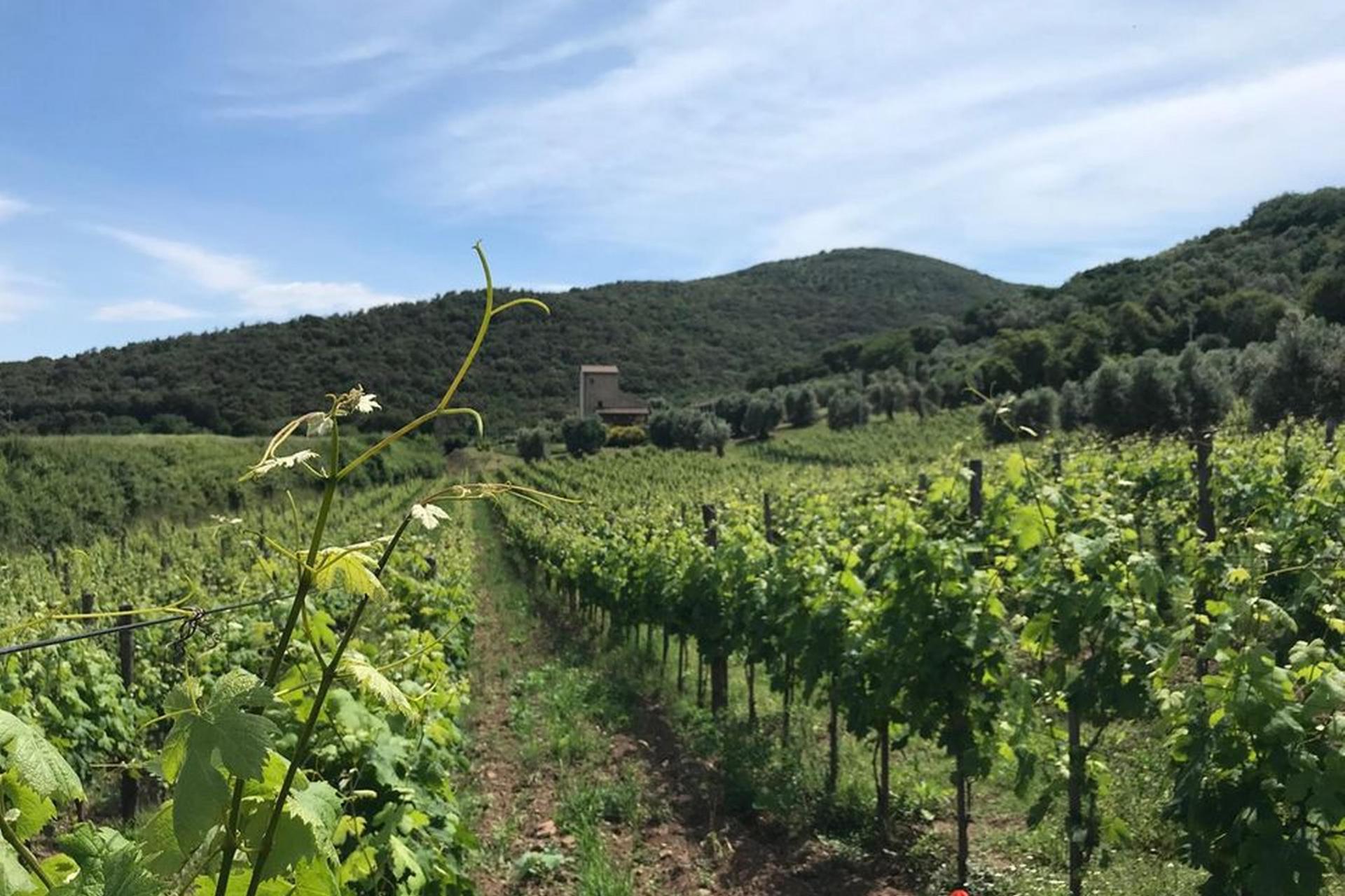 Agriturismo Toscane Agriturismo wijnboerderij Toscane - Chianti-streek | myitaly.nl