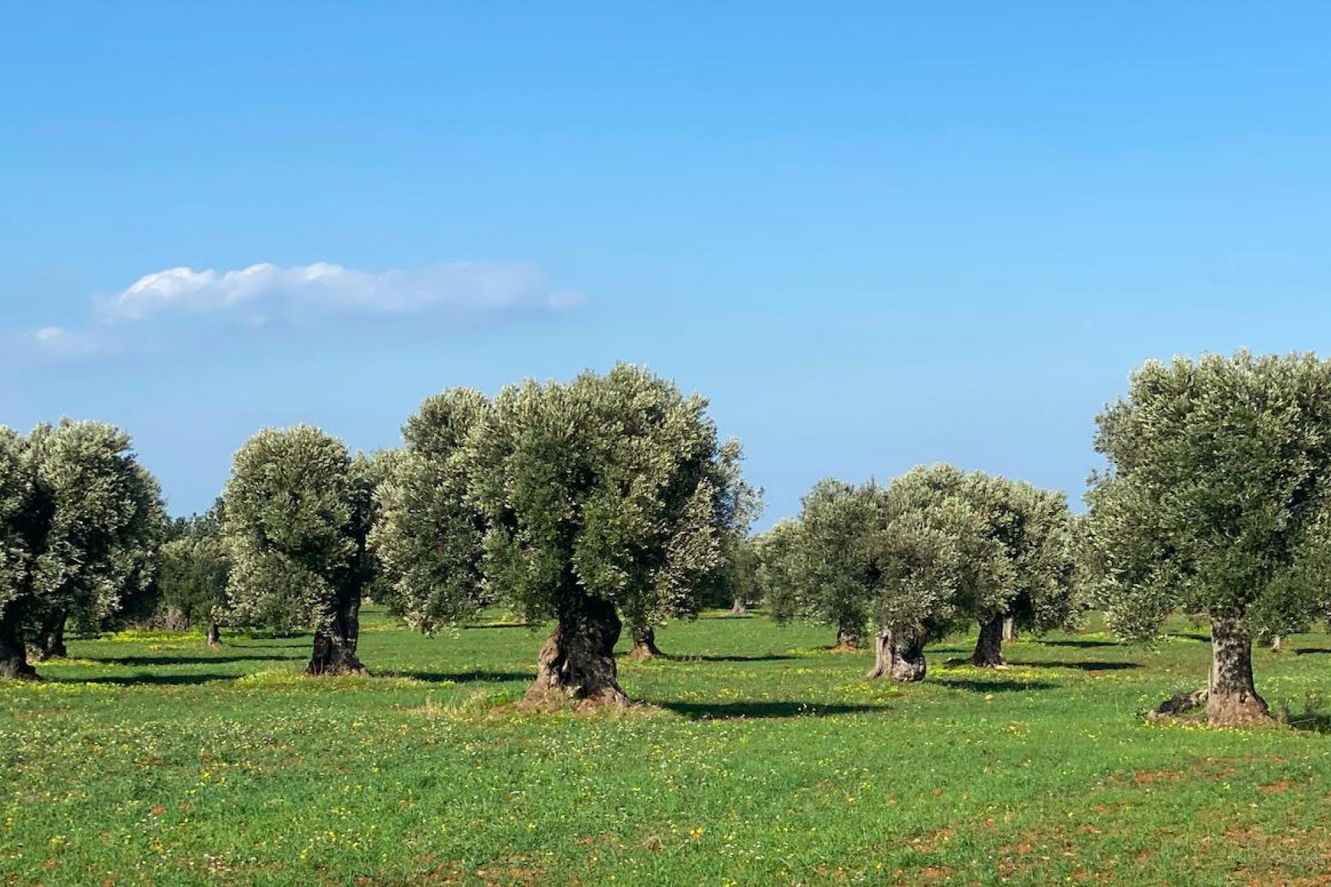 Agriturismo Puglia Authentieke agriturismo in het hart van Puglia