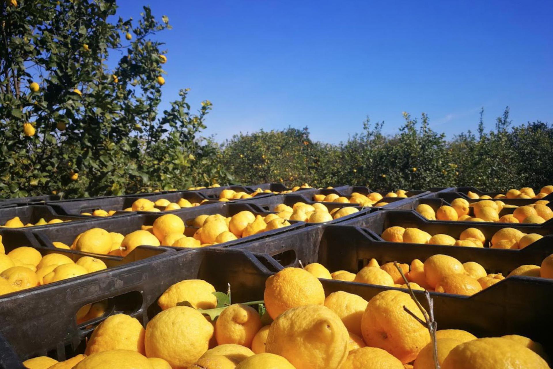 Agriturismo Sicilie Agriturismo in Sicilie omgeven door citrusbomen