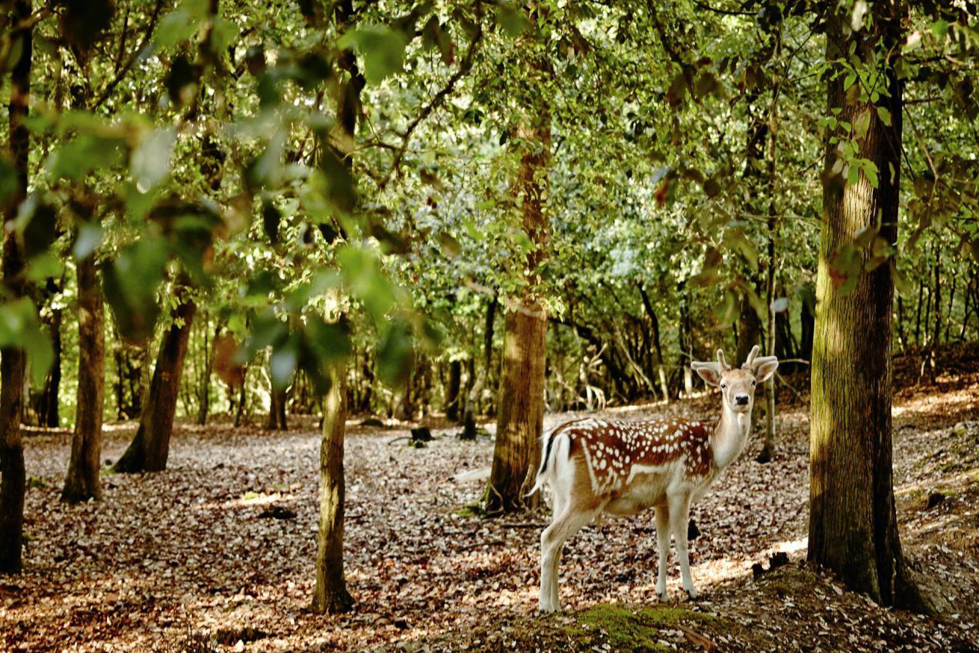 Agriturismo Toscane Kindvriendelijke agriturismo Toscane | myitaly.nl