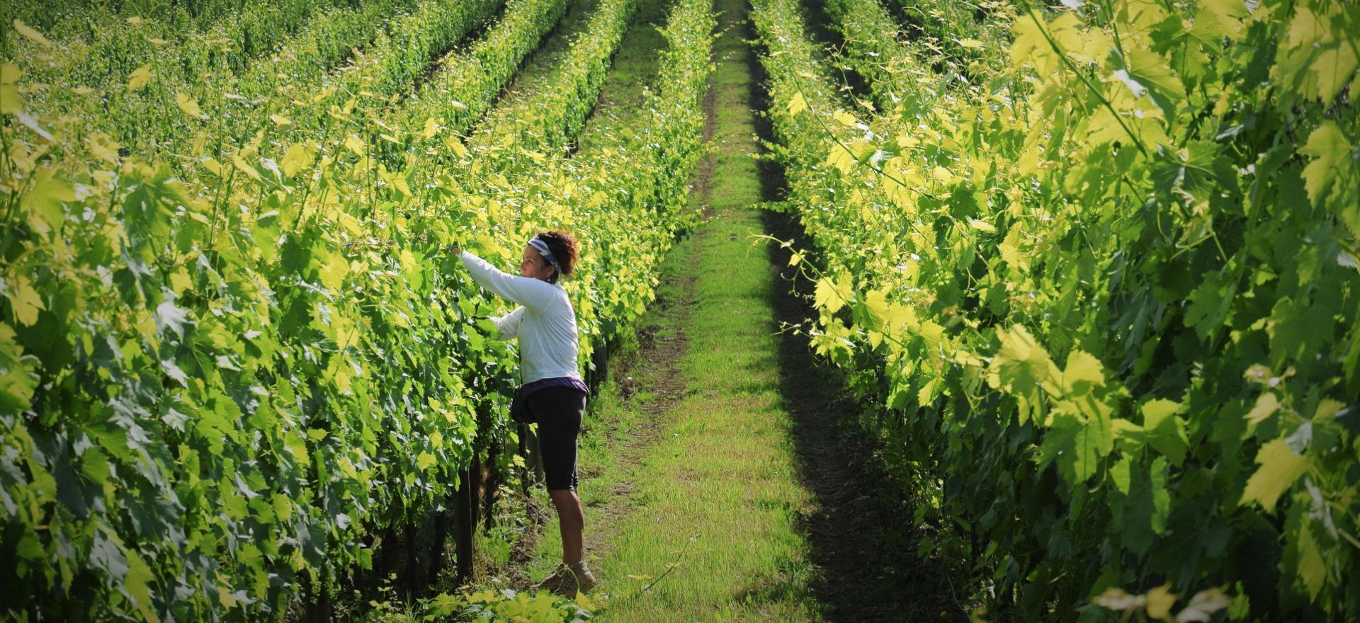 Agriturismo tussen wijngaarden ten zuiden van Siena