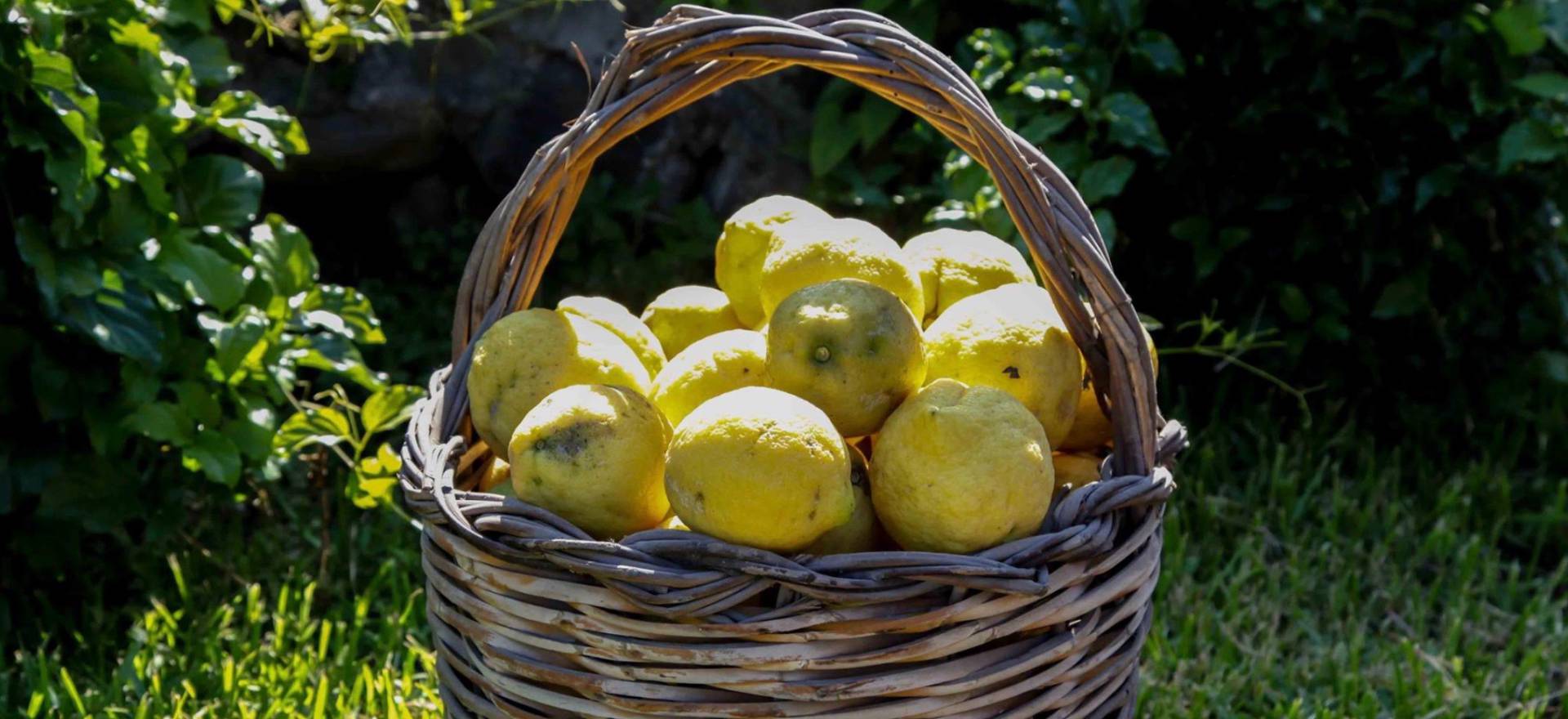 Agriturismo in Sicilie omgeven door citrusbomen