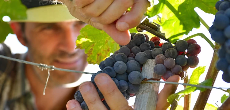 Piemonte